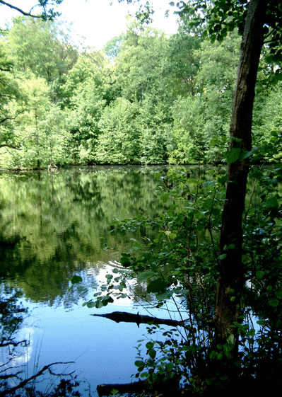 Lac dans la foret